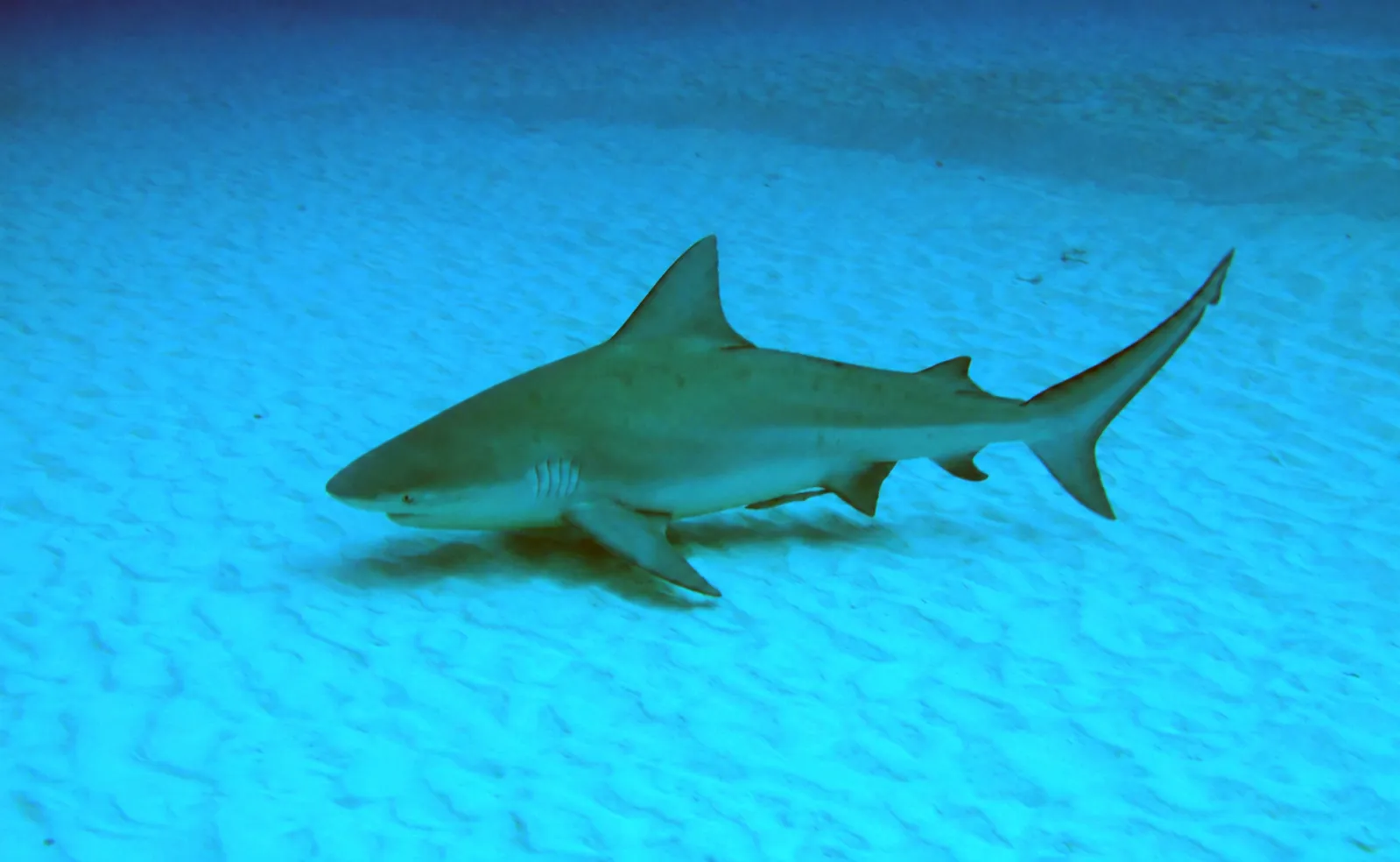 Tiburones en el buceo